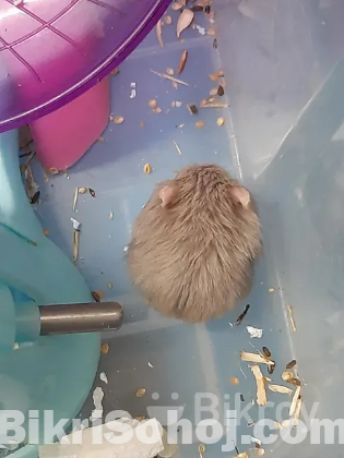 Hamster (হ্যামস্টার)